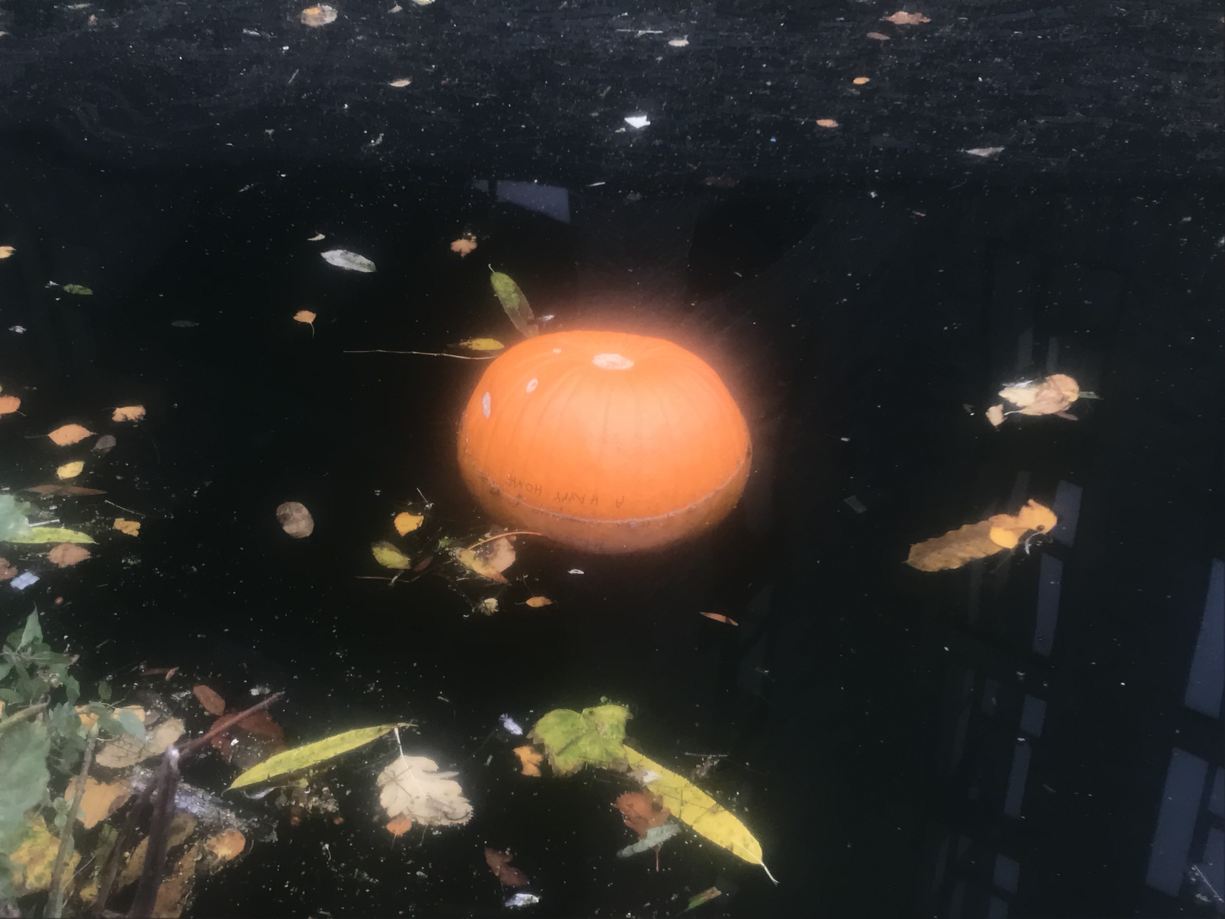 green white and pink